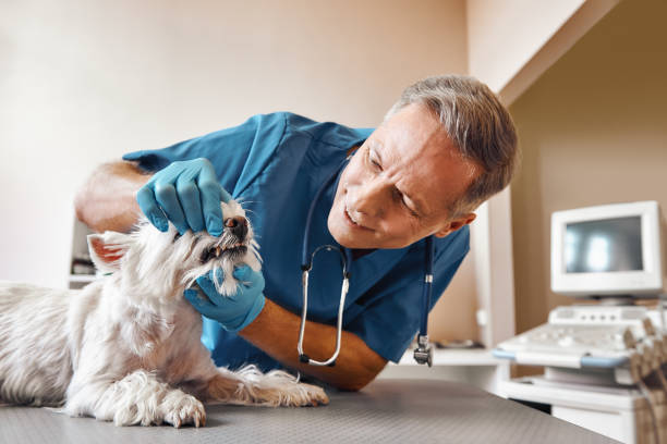 Best 24-Hour Emergency Dentist in Lake Mack Forest Hills, FL